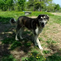 AKC- PADRE, a male Anatolian Shepherd Dog for sale in Yellville, AR – Photo 7 of 10
