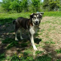 AKC- PADRE, a male Anatolian Shepherd Dog for sale in Yellville, AR – Photo 4 of 10