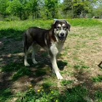 AKC- PADRE, a male Anatolian Shepherd Dog for sale in Yellville, AR – Photo 5 of 10