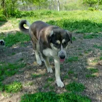 AKC- PADRE, a male Anatolian Shepherd Dog for sale in Yellville, AR – Photo 3 of 10