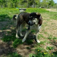 AKC- PADRE, a male Anatolian Shepherd Dog for sale in Yellville, AR – Photo 8 of 10