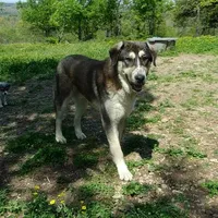 AKC- PADRE, a male Anatolian Shepherd Dog for sale in Yellville, AR – Photo 1 of 10
