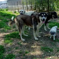 AKC- PADRE, a male Anatolian Shepherd Dog for sale in Yellville, AR – Photo 9 of 10