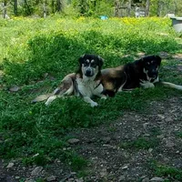 AKC- PADRE, a male Anatolian Shepherd Dog for sale in Yellville, AR – Photo 10 of 10