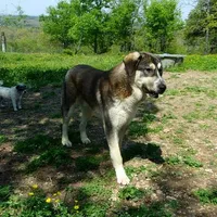 AKC- PADRE, a male Anatolian Shepherd Dog for sale in Yellville, AR – Photo 2 of 10