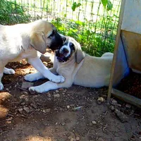 AKC- CLUTCH, a male Anatolian Shepherd Dog for sale in Yellville, AR – 6 of 10
