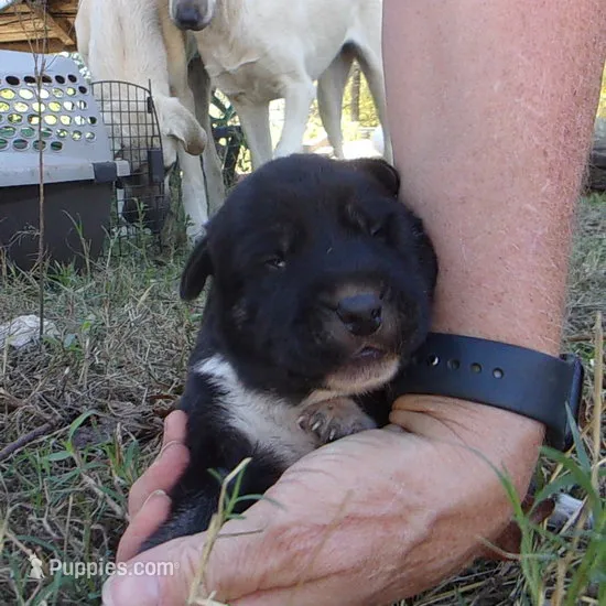 AKC- GRETL – Anatolian Shepherd Dog puppy for sale in Yellville, AR