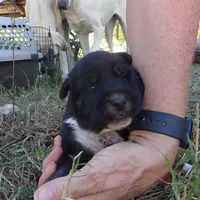 AKC- GRETL, a female Anatolian Shepherd Dog for sale in Yellville, AR – 1 of 6