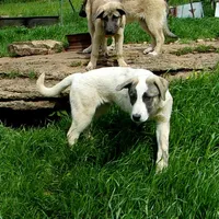 AKC- MIKAELA, a female Anatolian Shepherd Dog for sale in Yellville, AR – 6 of 10