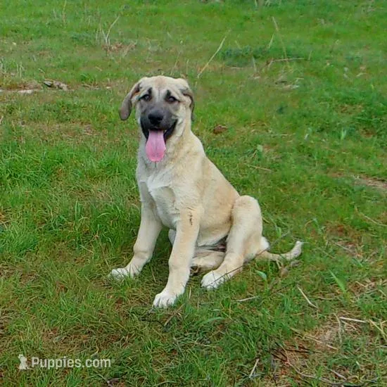 AKC- PICABOO – Anatolian Shepherd Dog puppy for sale in Yellville, AR