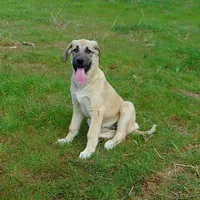 AKC- PICABOO, a female Anatolian Shepherd Dog for sale in Yellville, AR – 1 of 7