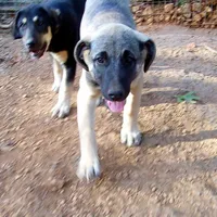 processed/d84e202c-e884-4039-9df9-750e26392802/listing/6a9b0b37-8e82-401b-8320-15681ca74b14/1c2745e3-320d-4612-bef4-0d1f65d07477