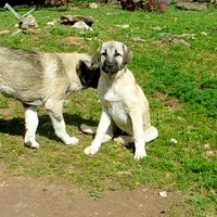 AKC- ANALEE, a female Anatolian Shepherd Dog for sale in Yellville, AR – 4 of 10