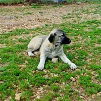 AKC- ANGEL, a female Anatolian Shepherd Dog for sale in Yellville, AR – 5 of 10