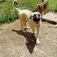 AKC Gretel , a female Anatolian Shepherd Dog for sale in Yellville, AR – 6 of 10