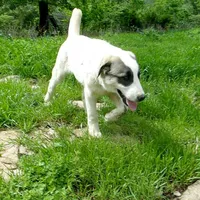 AKC- MIKAELA, a female Anatolian Shepherd Dog for sale in Yellville, AR – 8 of 10