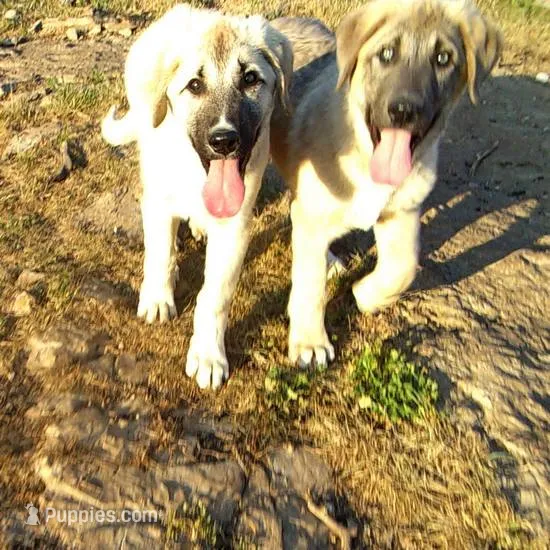 AKC- APOLLO – Anatolian Shepherd Dog puppy for sale in Yellville, AR
