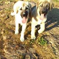 AKC- APOLLO, a male Anatolian Shepherd Dog for sale in Yellville, AR – 1 of 8