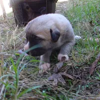 AKC- BARON, a male Anatolian Shepherd Dog for sale in Yellville, AR – 8 of 8