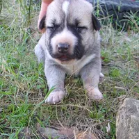 AKC- LOUISA, a female Anatolian Shepherd Dog for sale in Yellville, AR – 5 of 6
