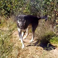 AKC- BARQ, a male Anatolian Shepherd Dog for sale in Yellville, AR – Photo 6 of 10