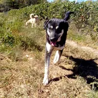 AKC- BARQ, a male Anatolian Shepherd Dog for sale in Yellville, AR – Photo 7 of 10
