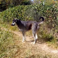AKC- BARQ, a male Anatolian Shepherd Dog for sale in Yellville, AR – Photo 3 of 10