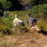 AKC- BARQ, a male Anatolian Shepherd Dog for sale in Yellville, AR – Photo 10 of 10
