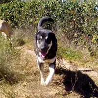 AKC- BARQ, a male Anatolian Shepherd Dog for sale in Yellville, AR – Photo 2 of 10