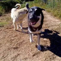 AKC- BARQ, a male Anatolian Shepherd Dog for sale in Yellville, AR – Photo 9 of 10