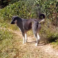 AKC- BARQ, a male Anatolian Shepherd Dog for sale in Yellville, AR – Photo 8 of 10