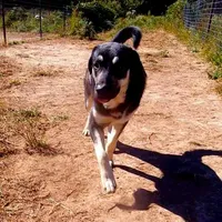 AKC- BARQ, a male Anatolian Shepherd Dog for sale in Yellville, AR – Photo 1 of 10