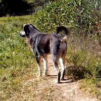 AKC- BARQ, a male Anatolian Shepherd Dog for sale in Yellville, AR – Photo 4 of 10
