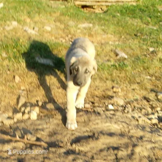 AKC- ERIC – Anatolian Shepherd Dog puppy for sale in Yellville, AR