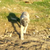 AKC- ERIC, a male Anatolian Shepherd Dog for sale in Yellville, AR – 1 of 10