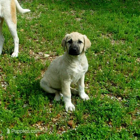 AKC- GOLDIE – Anatolian Shepherd Dog puppy for sale in Yellville, AR