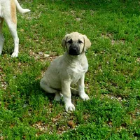 AKC- GOLDIE, a female Anatolian Shepherd Dog for sale in Yellville, AR – 1 of 10