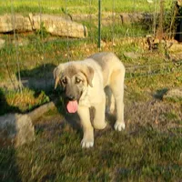 AKC- ERIC, a male Anatolian Shepherd Dog for sale in Yellville, AR – 4 of 10