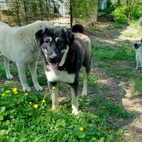 AKC- GIANT, a male Anatolian Shepherd Dog for sale in Yellville, AR – Photo 1 of 10