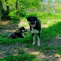 AKC- GIANT, a male Anatolian Shepherd Dog for sale in Yellville, AR – Photo 10 of 10