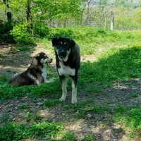 AKC- GIANT, a male Anatolian Shepherd Dog for sale in Yellville, AR – Photo 3 of 10