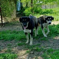 AKC- GIANT, a male Anatolian Shepherd Dog for sale in Yellville, AR – Photo 9 of 10