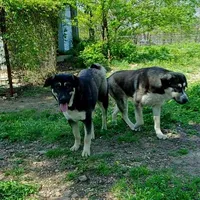 AKC- GIANT, a male Anatolian Shepherd Dog for sale in Yellville, AR – Photo 5 of 10