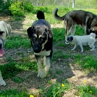 AKC- GIANT, a male Anatolian Shepherd Dog for sale in Yellville, AR – Photo 6 of 10