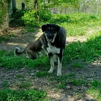 AKC- GIANT, a male Anatolian Shepherd Dog for sale in Yellville, AR – Photo 2 of 10