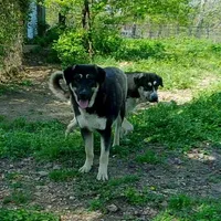 AKC- GIANT, a male Anatolian Shepherd Dog for sale in Yellville, AR – Photo 8 of 10