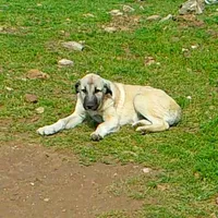 AKC- ANALEE, a female Anatolian Shepherd Dog for sale in Yellville, AR – 7 of 10