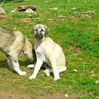 AKC- ANALEE, a female Anatolian Shepherd Dog for sale in Yellville, AR – 6 of 10