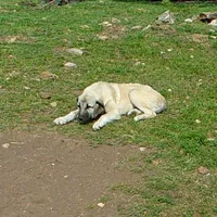 AKC- ANALEE, a female Anatolian Shepherd Dog for sale in Yellville, AR – 8 of 10