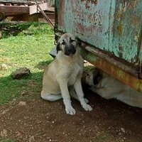 AKC- ANALEE, a female Anatolian Shepherd Dog for sale in Yellville, AR – 9 of 10